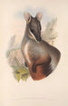Les mammifères d'Australie Pl075 - John Gould — artwork view