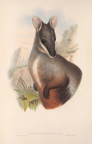 Les mammifères d'Australie Pl075 - John Gould — artwork view