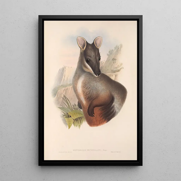 Les mammifères d'Australie Pl075 - John Gould — framed artwork on a wall