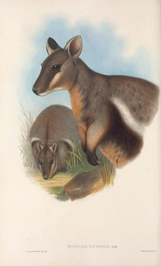 Les mammifères d'Australie Pl077 - John Gould — artwork view