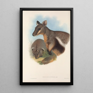 Les mammifères d'Australie Pl077 - John Gould — framed artwork on a wall