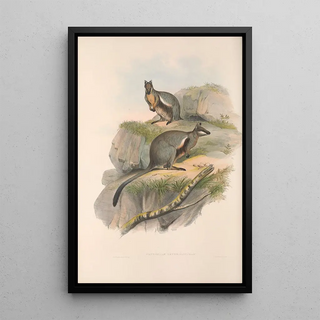 The mammals of Australia Pl078 - John Gould — framed artwork on a wall