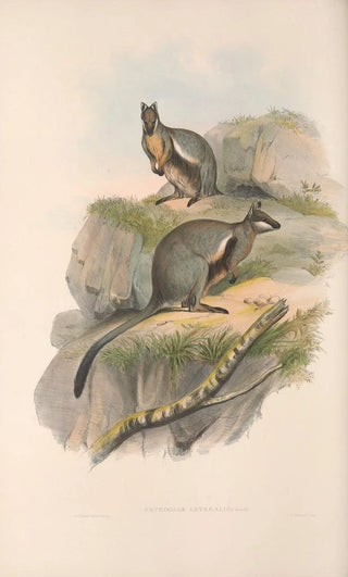 The mammals of Australia Pl078 - John Gould — artwork view