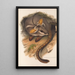 Les mammifères d'Australie Pl079 - John Gould — framed artwork on a wall
