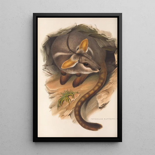 Les mammifères d'Australie Pl079 - John Gould — framed artwork on a wall