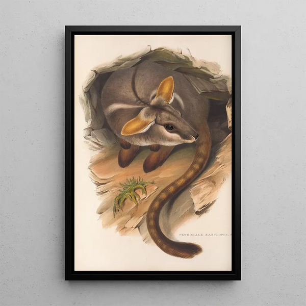 Les mammifères d'Australie Pl079 - John Gould — framed artwork on a wall