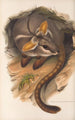 Les mammifères d'Australie Pl079 - John Gould — artwork view