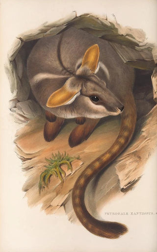 Les mammifères d'Australie Pl079 - John Gould — artwork view