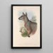 Les mammifères d'Australie Pl081 - John Gould — framed artwork on a wall
