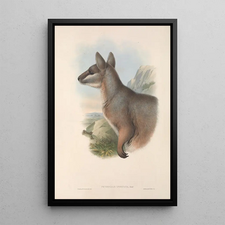 Les mammifères d'Australie Pl081 - John Gould — framed artwork on a wall