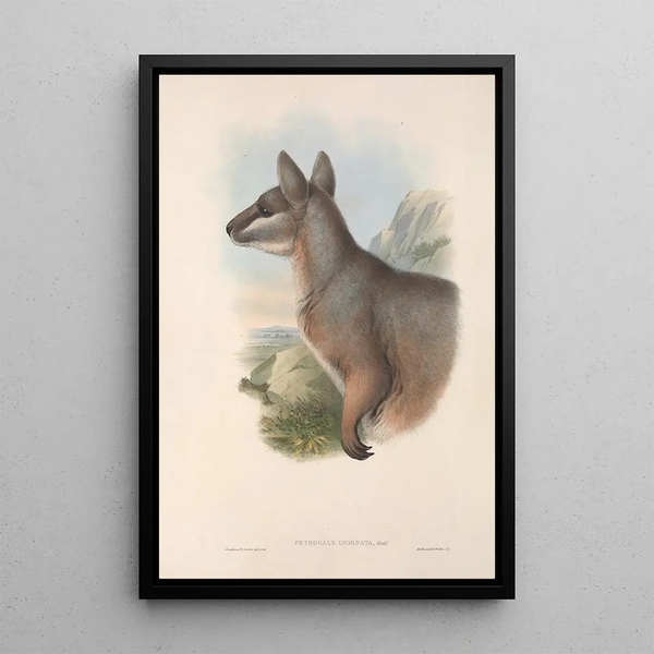 Les mammifères d'Australie Pl081 - John Gould — framed artwork on a wall