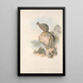 Les mammifères d'Australie Pl082 - John Gould — framed artwork on a wall