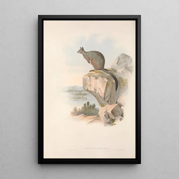 Les mammifères d'Australie Pl082 - John Gould — framed artwork on a wall