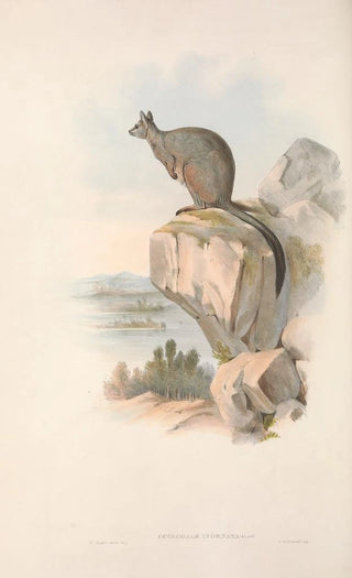 Les mammifères d'Australie Pl082 - John Gould — artwork view