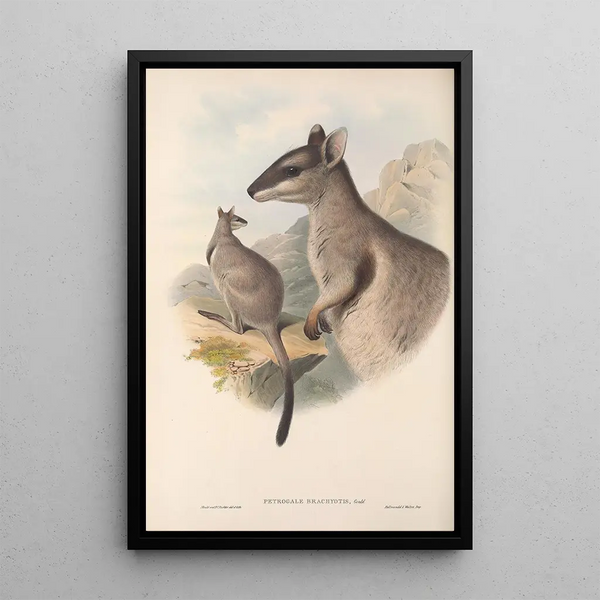 Les mammifères d'Australie Pl083 - John Gould — framed artwork on a wall