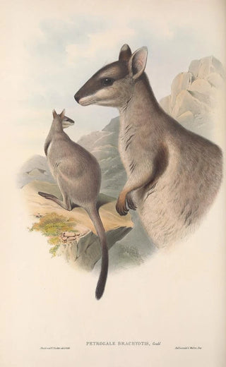 Les mammifères d'Australie Pl083 - John Gould — artwork view