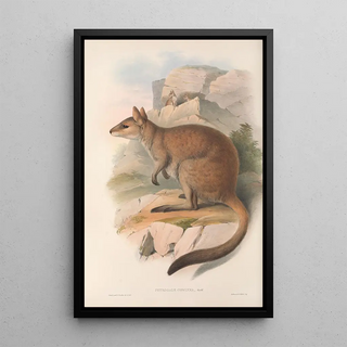 Les mammifères d'Australie Pl084 - John Gould — framed artwork on a wall