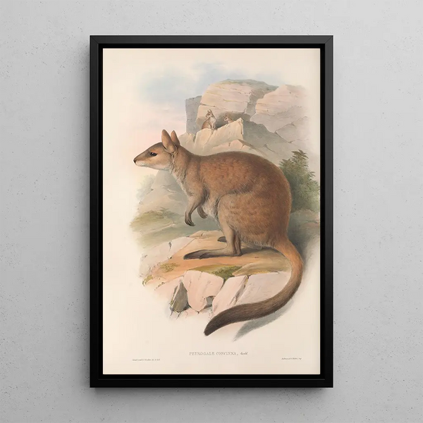 Les mammifères d'Australie Pl084 - John Gould — framed artwork on a wall