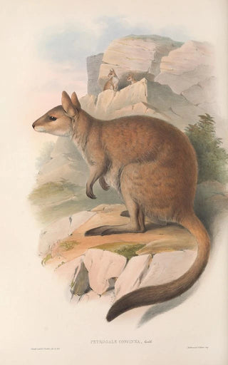 Les mammifères d'Australie Pl084 - John Gould — artwork view