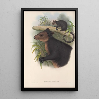 The mammals of Australia Pl085 - John Gould — framed artwork on a wall