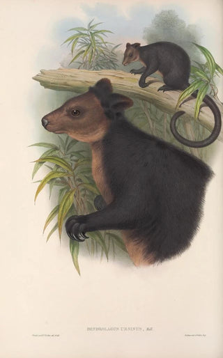 The mammals of Australia Pl085 - John Gould — artwork view