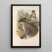 The mammals of Australia Pl086 - John Gould — framed artwork on a wall