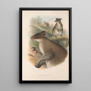 The mammals of Australia Pl086 - John Gould — framed artwork on a wall