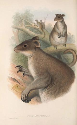 The mammals of Australia Pl086 - John Gould — artwork view