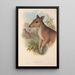 The mammals of Australia Pl087 - John Gould — framed artwork on a wall