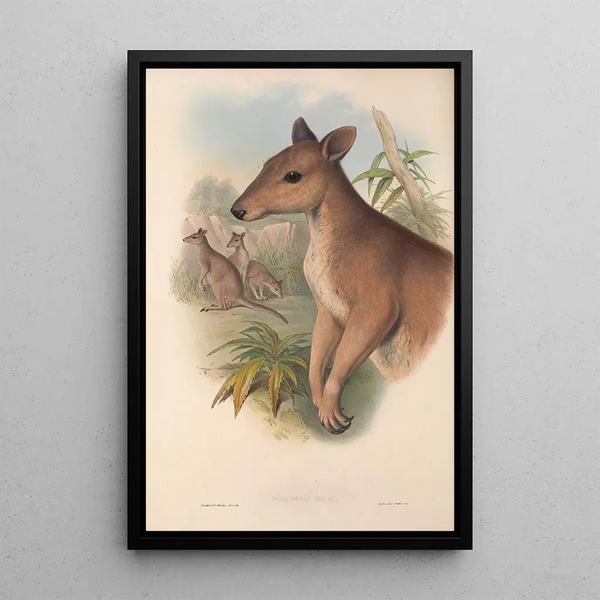 The mammals of Australia Pl087 - John Gould — framed artwork on a wall