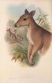 The mammals of Australia Pl087 - John Gould — artwork view