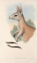 The mammals of Australia Pl088 - John Gould — artwork view