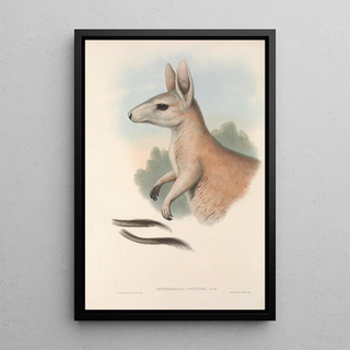 The mammals of Australia Pl088 - John Gould — framed artwork on a wall