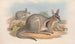Les mammifères d'Australie Pl090 - John Gould — artwork view