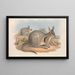 Les mammifères d'Australie Pl090 - John Gould — framed artwork on a wall