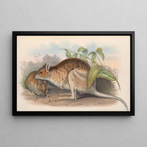 The Mammals of Australia Pl096 - John Gould — framed artwork on a wall