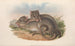 The mammals of Australia Pl100 - John Gould — artwork view