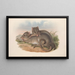 The mammals of Australia Pl100 - John Gould — framed artwork on a wall