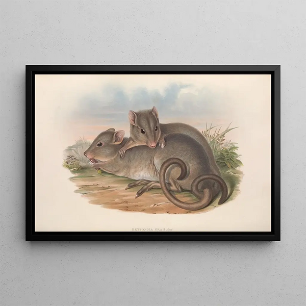 The mammals of Australia Pl100 - John Gould — framed artwork on a wall