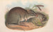 Les mammifères d'Australie Pl101 - John Gould — artwork view