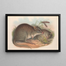 Les mammifères d'Australie Pl101 - John Gould — framed artwork on a wall