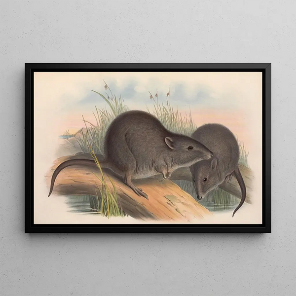 Les mammifères d'Australie Pl105 - John Gould — framed artwork on a wall