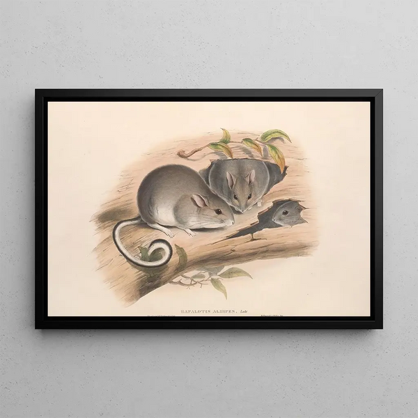 Les mammifères d'Australie, Pl. 107 - John Gould — framed artwork on a wall