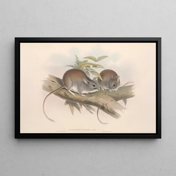 Les mammifères d'Australie Pl108 - John Gould — framed artwork on a wall