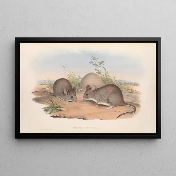 The mammals of Australia Pl112 - John Gould — framed artwork on a wall