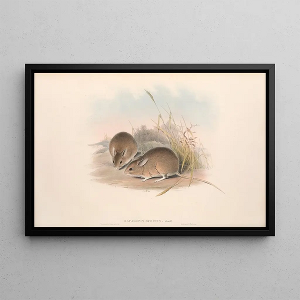 The mammals of Australia Pl113 - John Gould — framed artwork on a wall