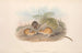 Les mammifères d'Australie Pl116 - John Gould — artwork view