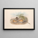 Les mammifères d'Australie Pl116 - John Gould — framed artwork on a wall