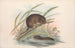 Les Mammifères d'Australie Pl117 - John Gould — artwork view