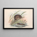 Les Mammifères d'Australie Pl117 - John Gould — framed artwork on a wall